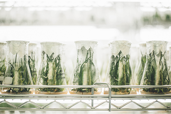 cultivo tejidos vegetales cultivo tejidos vegetales