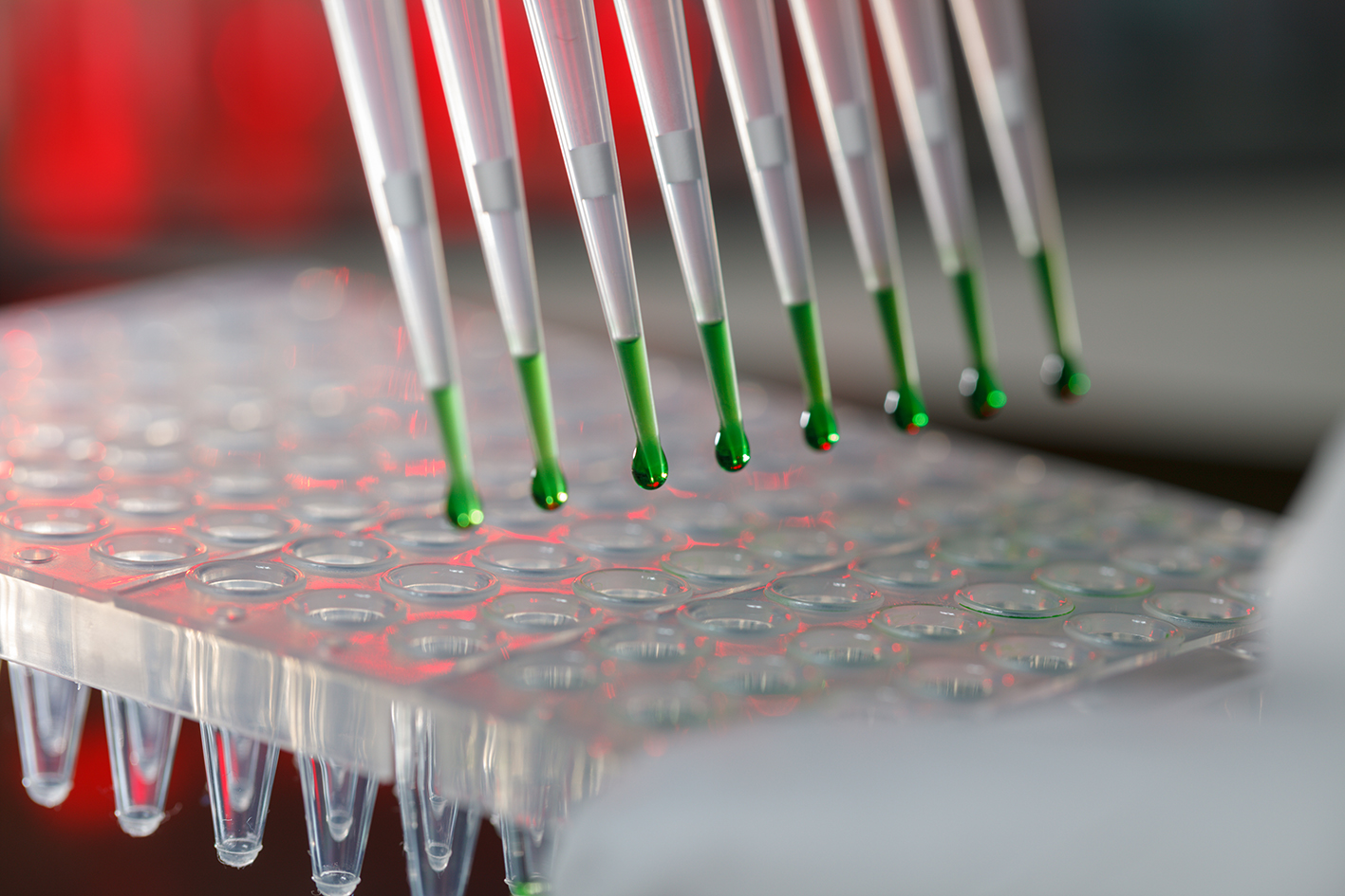 Discover the different applications of Agarose Discover the different applications of Agarose