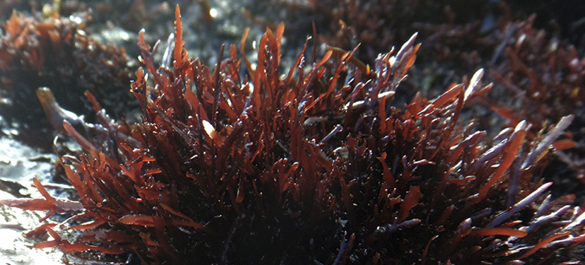 Gelidium Gelidium