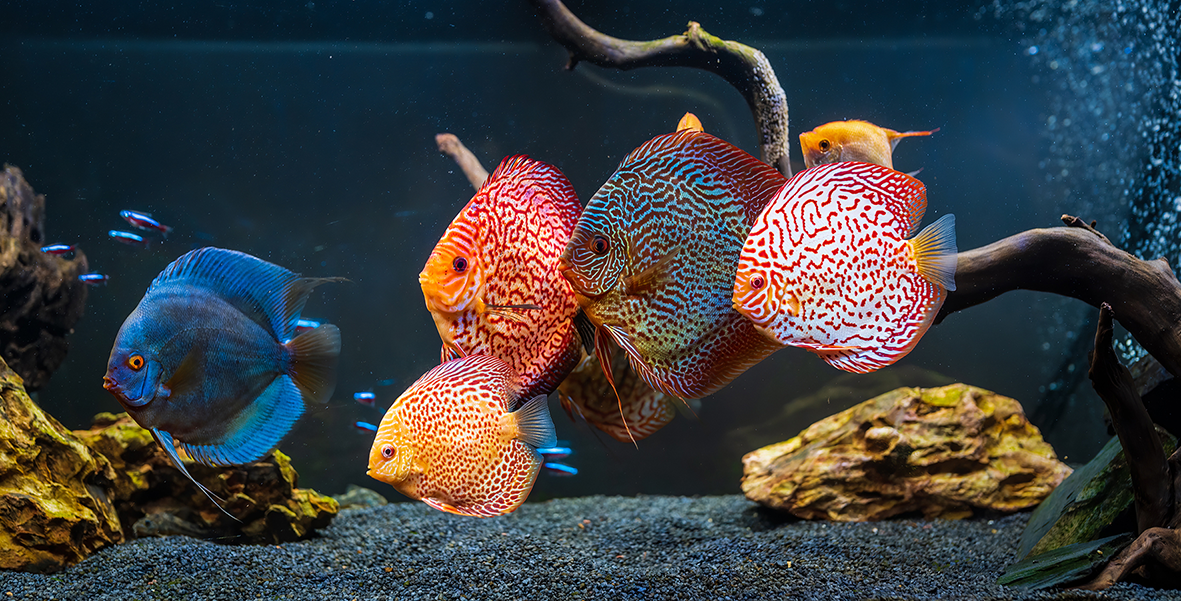 peces disco peces disco