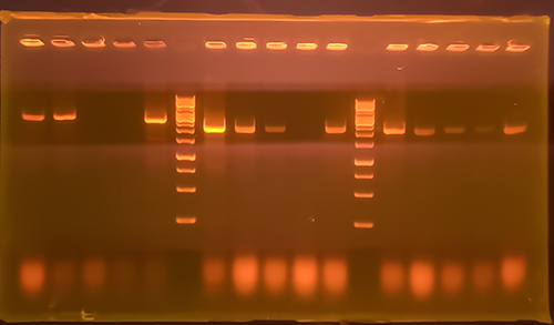 agarose