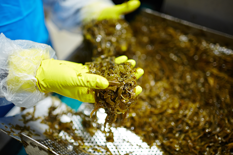 Photo of a technician analyzing seaweed