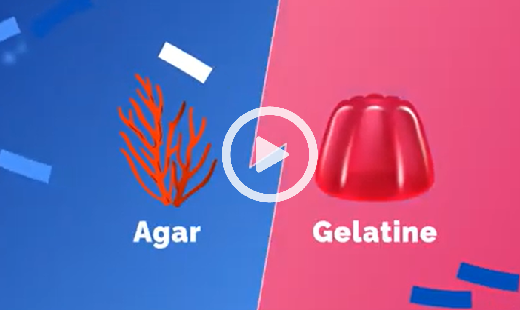 differences between agar and gelatine