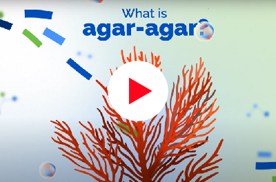 agar agar