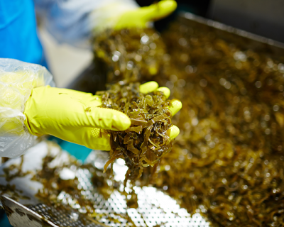 Photo of a technician analyzing seaweed